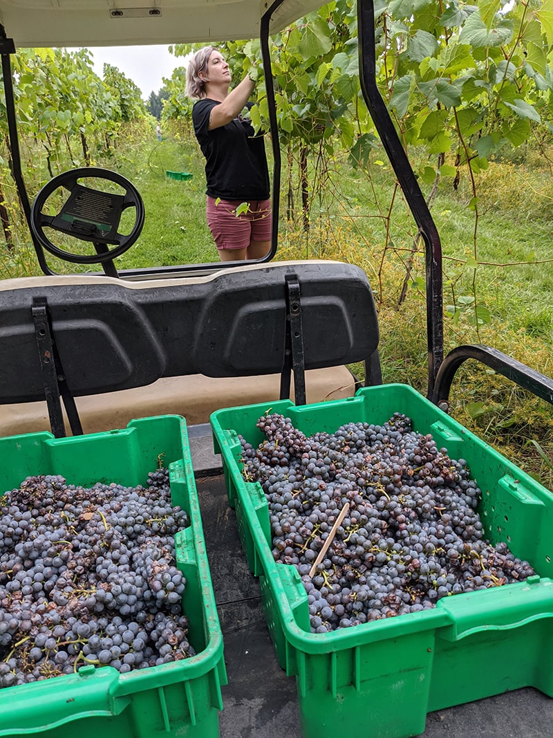 Image of Flying Otter winemaker harvesting grapes.