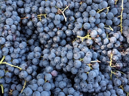 Image of red grapes harvested at Flying Otter Vineyard.