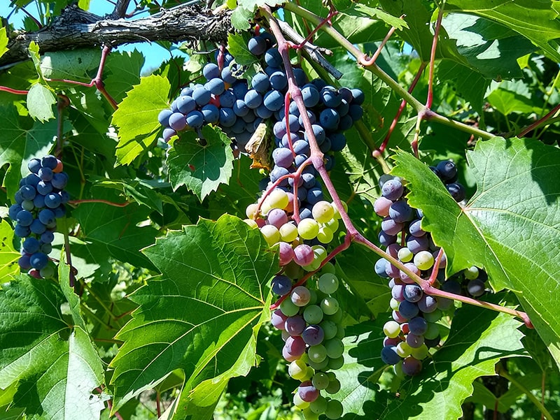 Image of grape clusters grown at Flying Otter Vineyard.